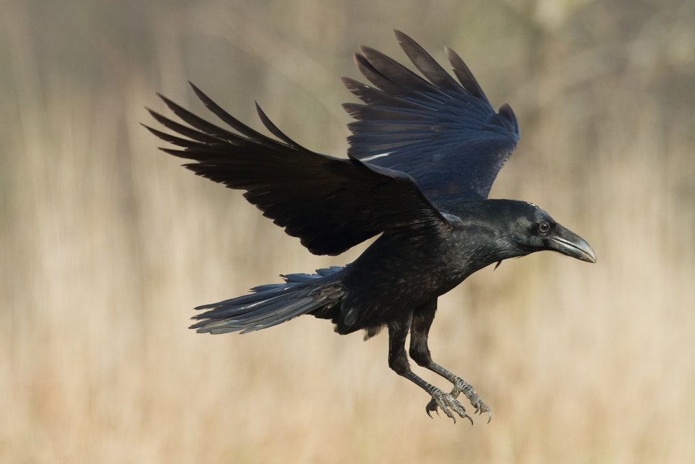 Raven going down a field
