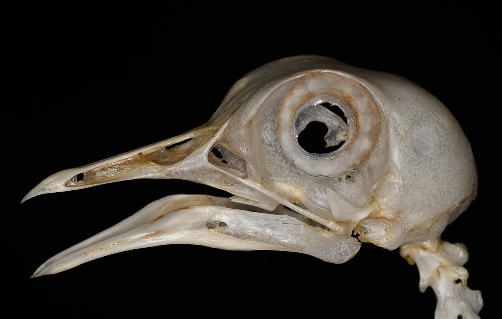 Skull of a raven on black background