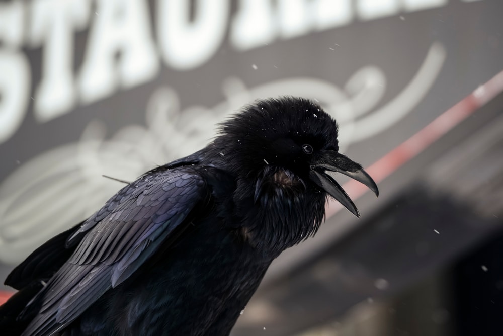 Raven talking during winter