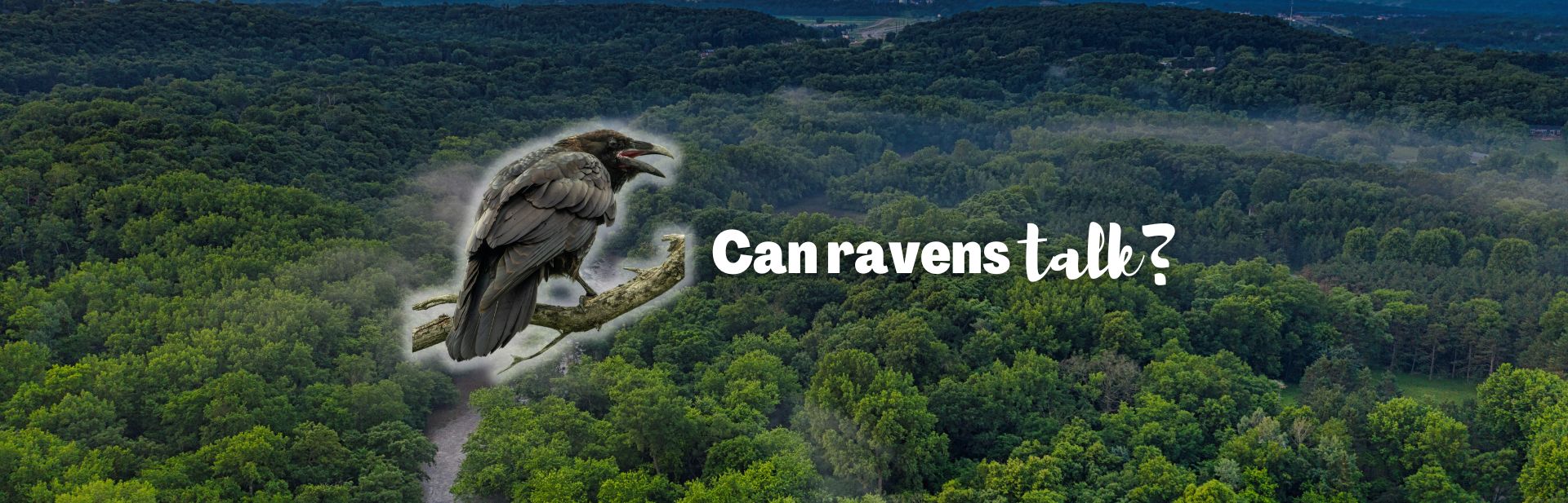 Can ravens talk featured image