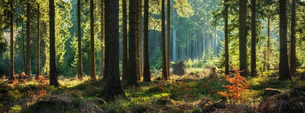 Coniferous forest in daylight