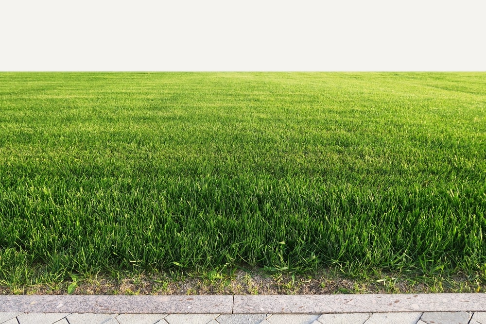 View of the grasses outside the road