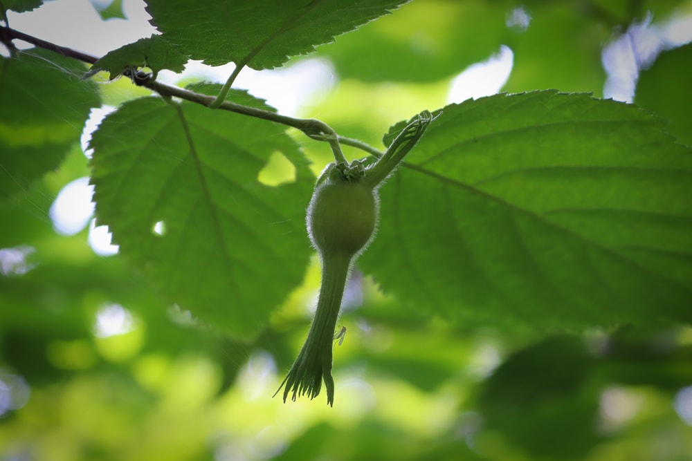 Beaked hazelnut growing on a leaf