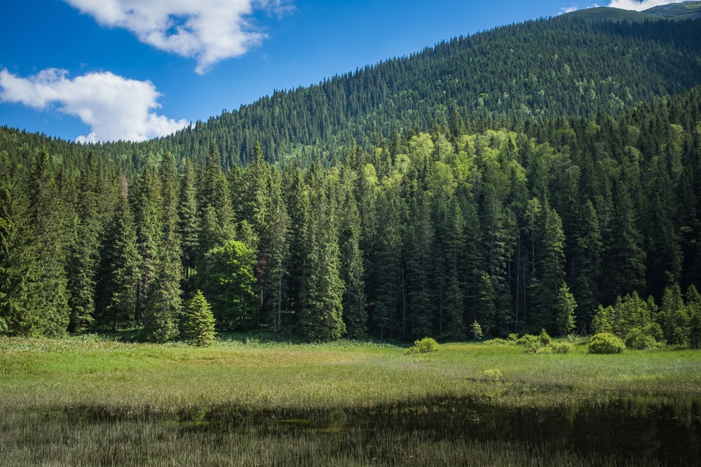 Clear part of a coniferous forest