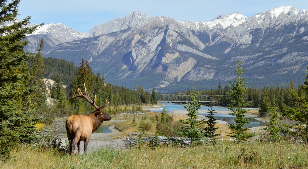 Deer walking on a coniferous forest