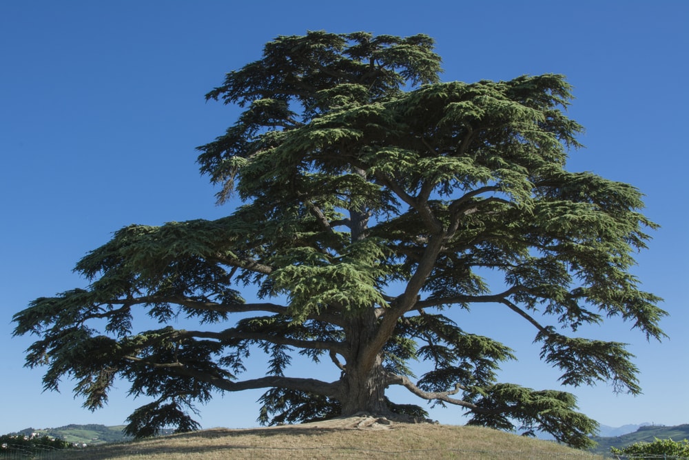 Cedars on top of a mountain