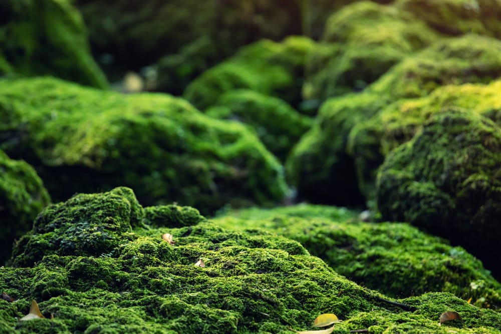 Moss growing on a rock