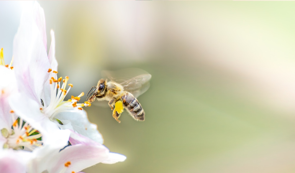 Bee getting a nectar on a flower