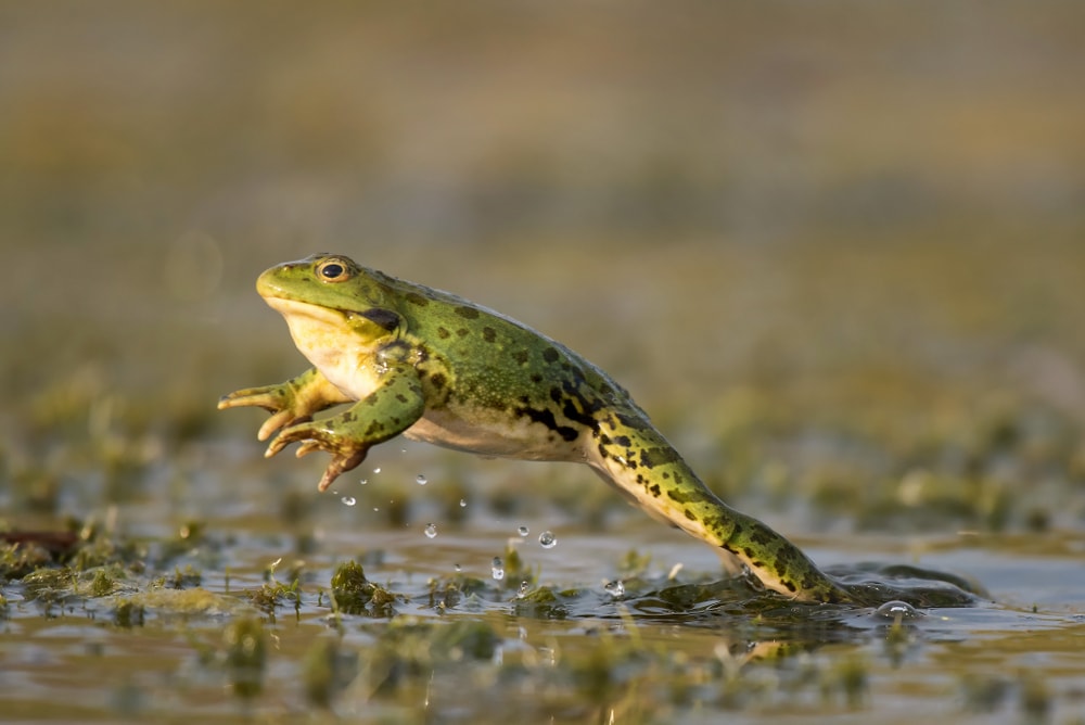 Frog jumping out of pond