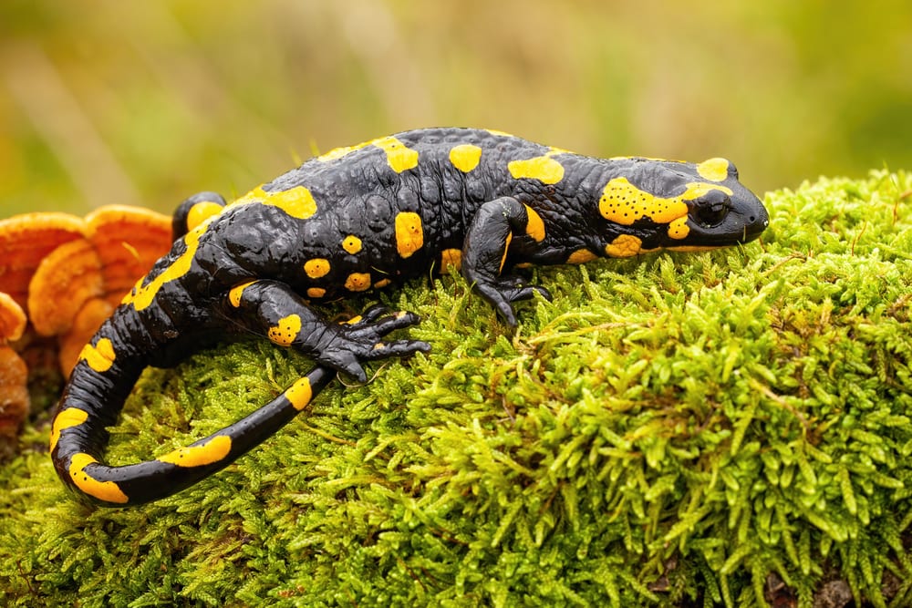 Salamander laying on a green grass