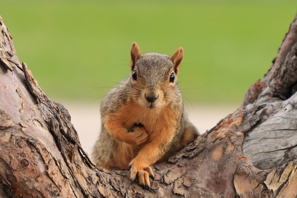 Squirrel holding a nut in the middle of a tree