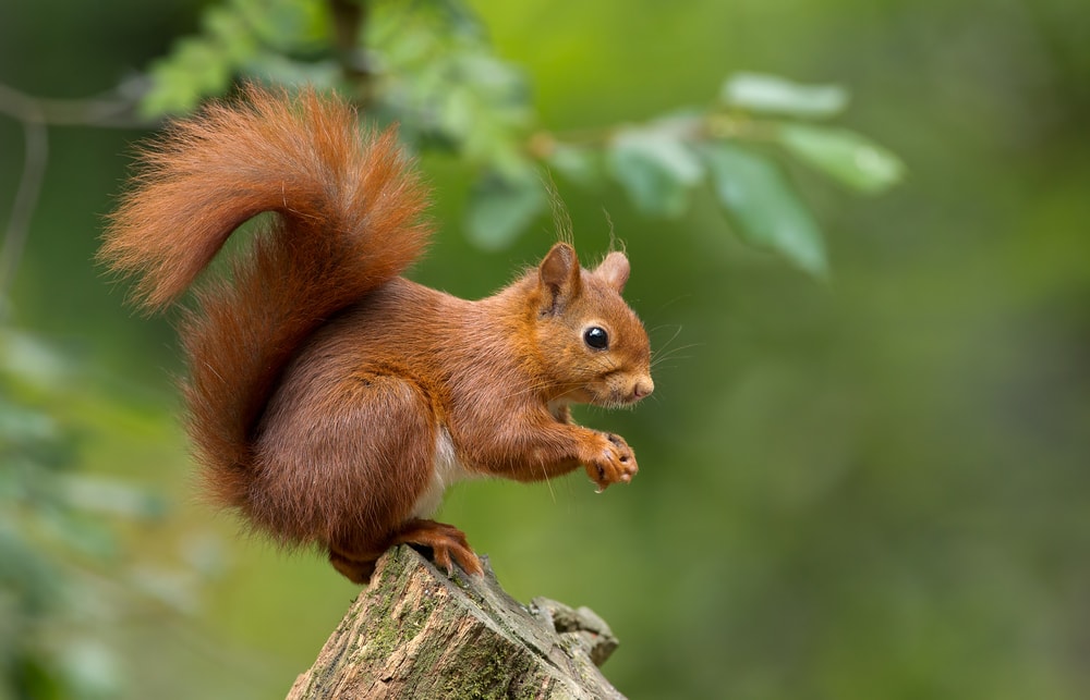 Squirrel on the edge of a broken wood