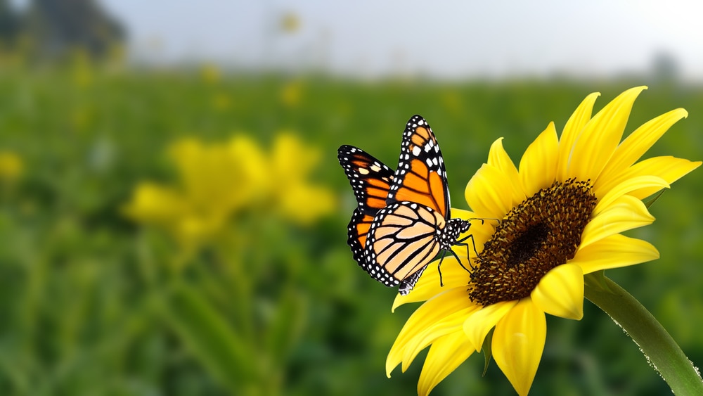 Butterfly sniffing on a sunflower
