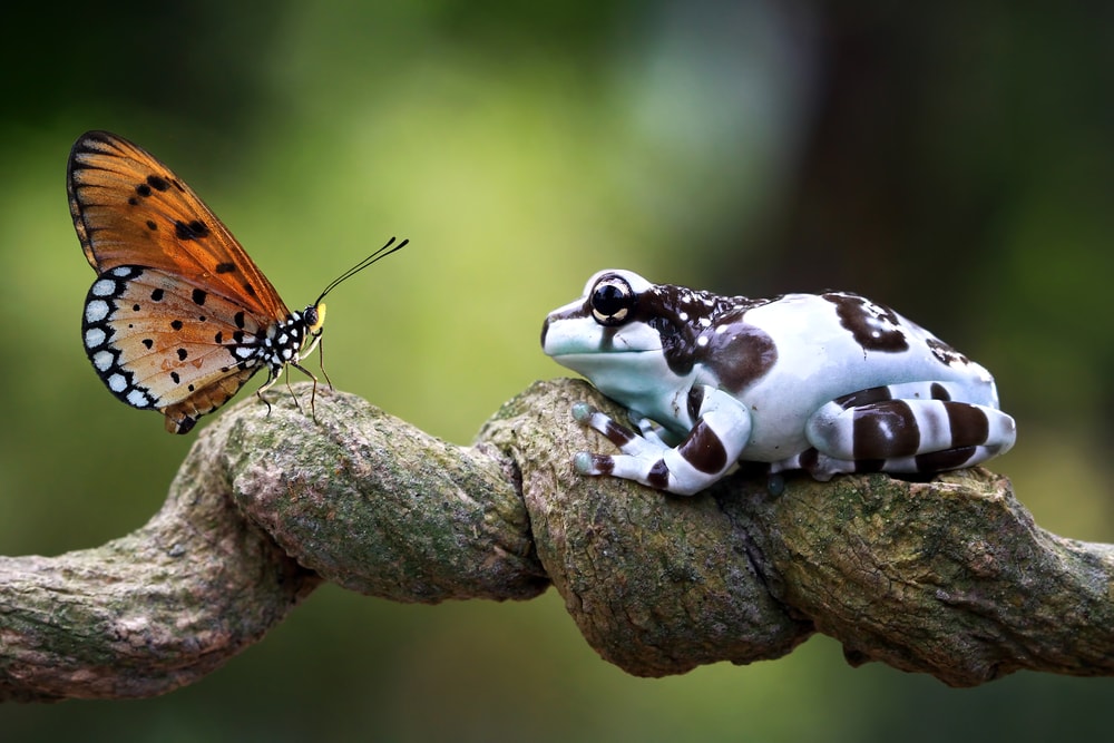 Frog and butterfly looking at each other