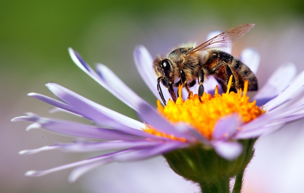 Bee standing on top of a flower
