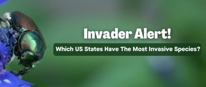 Invasive species featured image