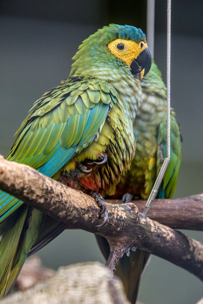 a red-bellied macaw perched on a branch