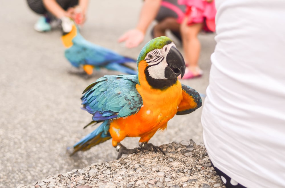 a blue and yellow macaw standing beside a human