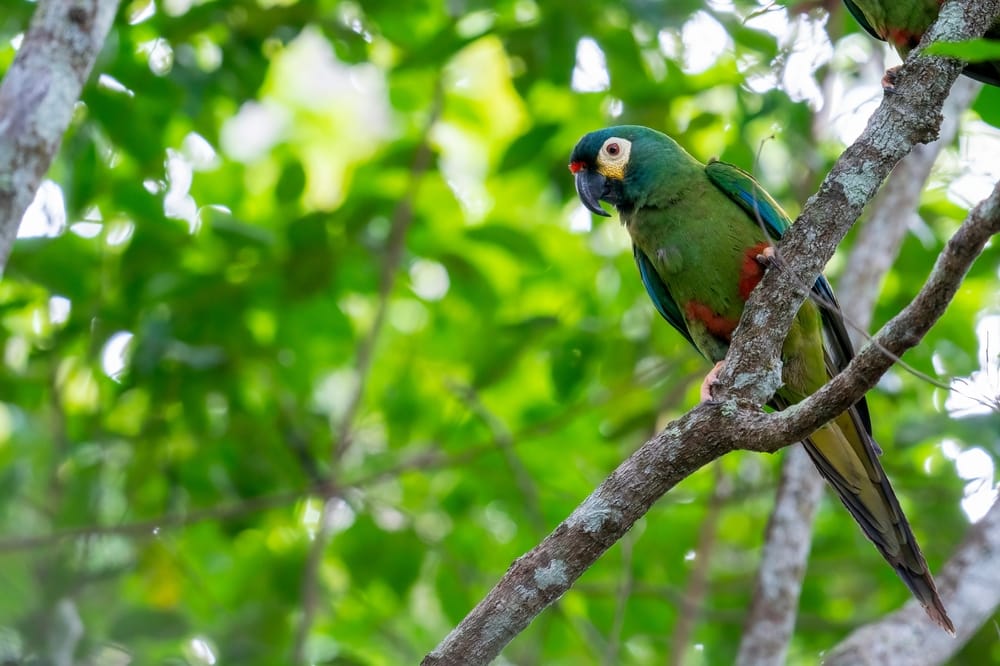 a blue-winged macaw perched on a tree branch