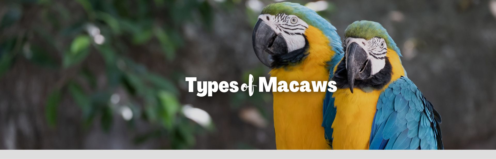 types of macaws featured image