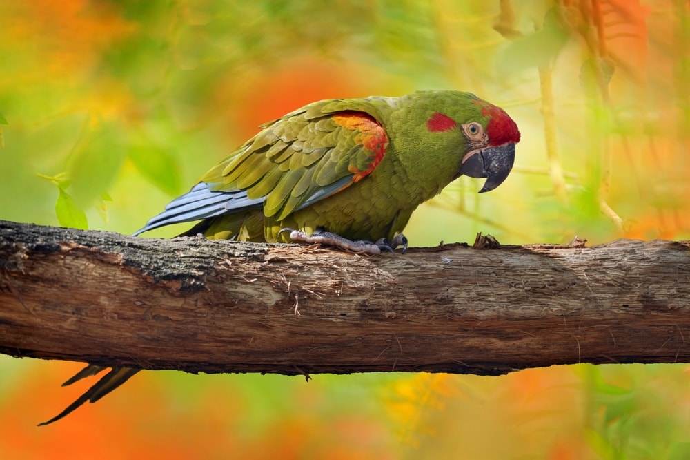 a red-fronted macaw perched on a tree branch