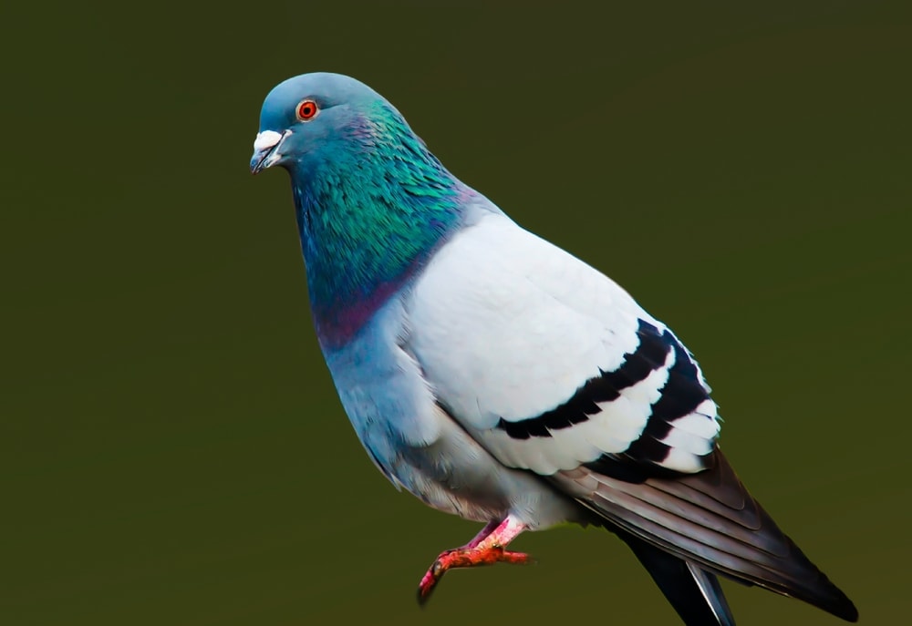 Pigeon jumping off a wood