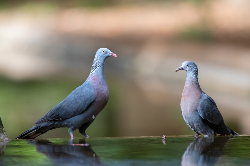 Trocaz Pigeon (Columba trocaz) on the side of a water 
