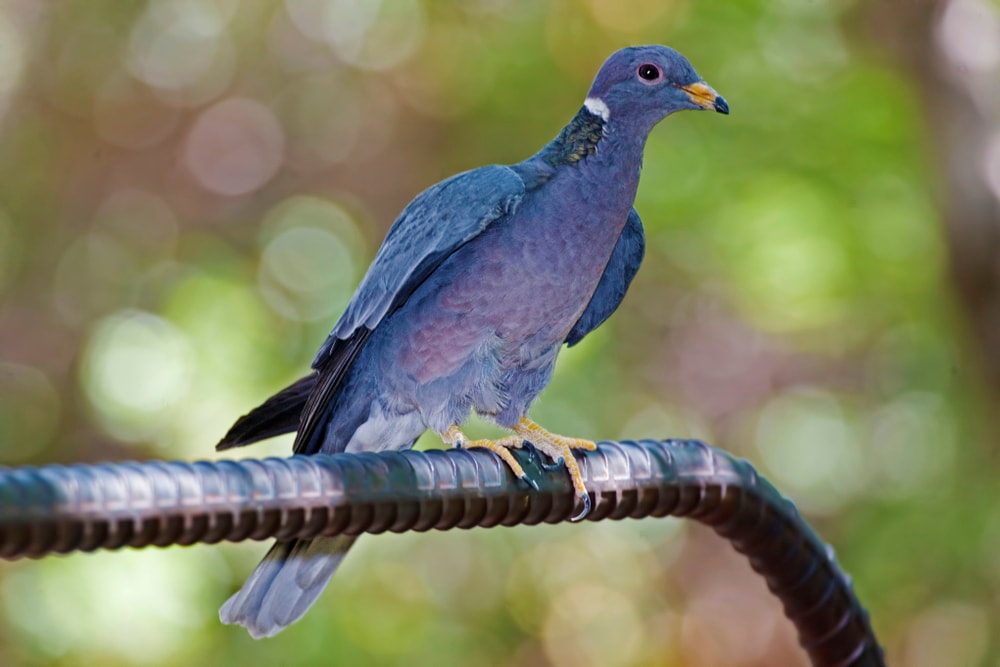 Band-tailed Pigeon (Patagioenas fasciata) standing on a metal