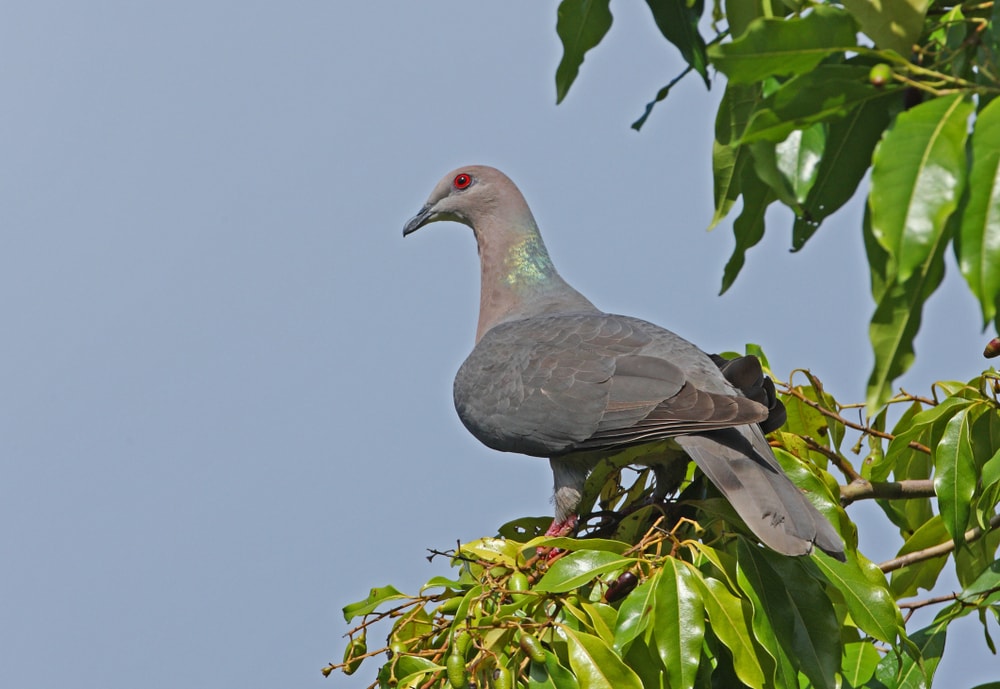 Ring-tailed Pigeon (Patagioenas caribaea) standing on a leaves