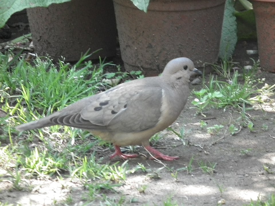 Chilean Pigeon (Patagioenas araucana) walking on a garden