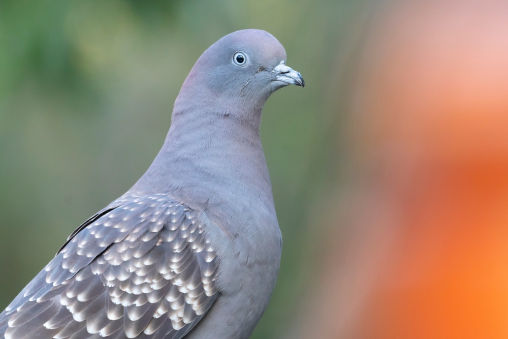 Focused shot of a Spot-winged Pigeon (Patagioenas maculosa)