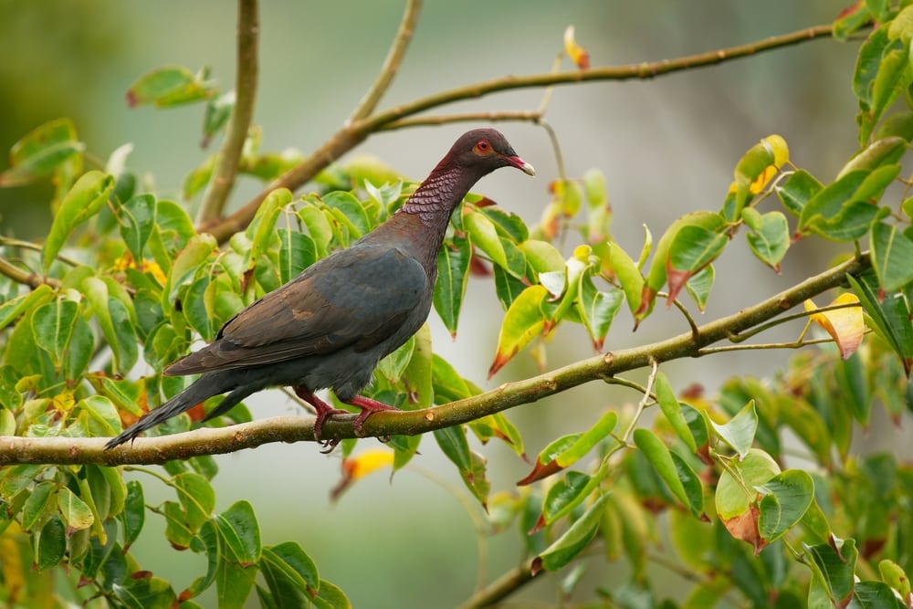 Scaly-naped Pigeon (Patagioenas squamosa) in the middle of a tree
