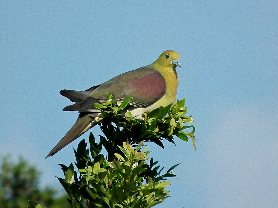 White-bellied Green Pigeon (Treron sieboldii) on top of a tree