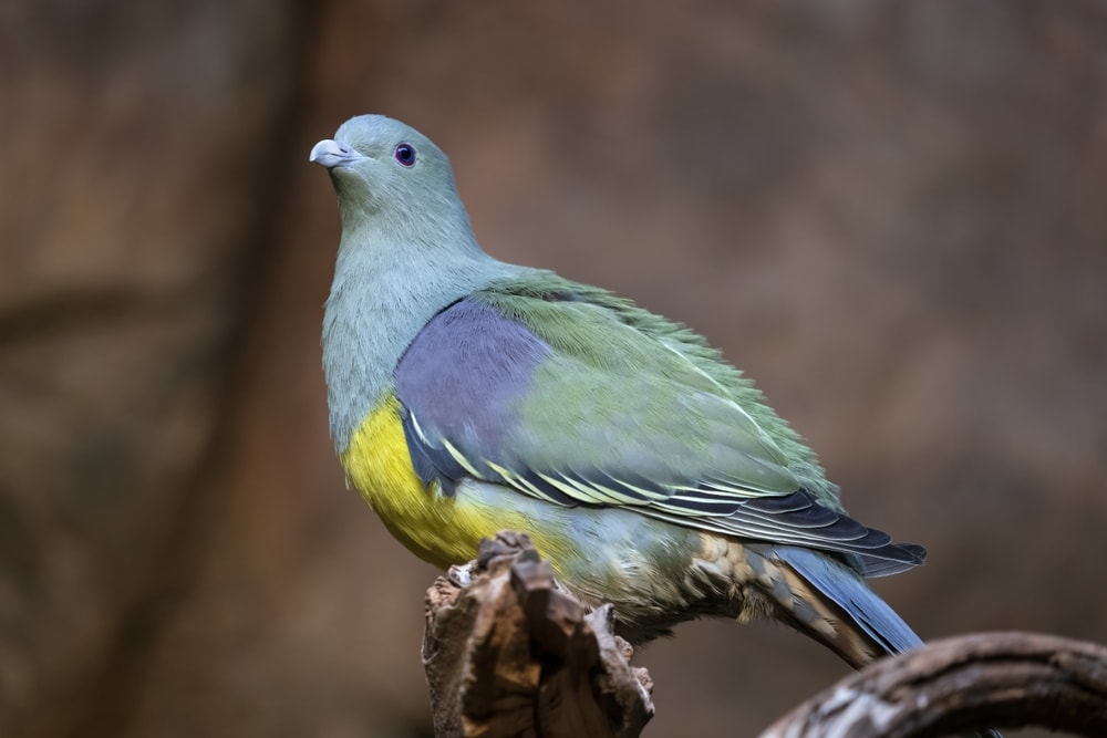 Bruce's green pigeon (Treron waalia) on top of a dry bark of a tree