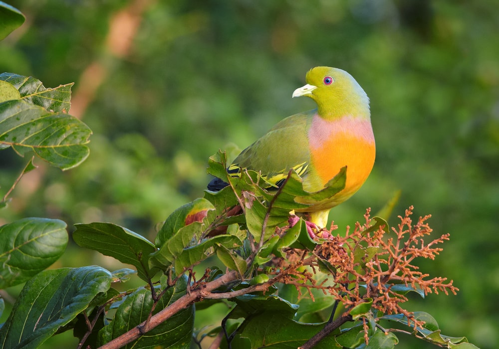 Orange-breasted Green Pigeon (Treron bicinctus) on top of a flowery tree