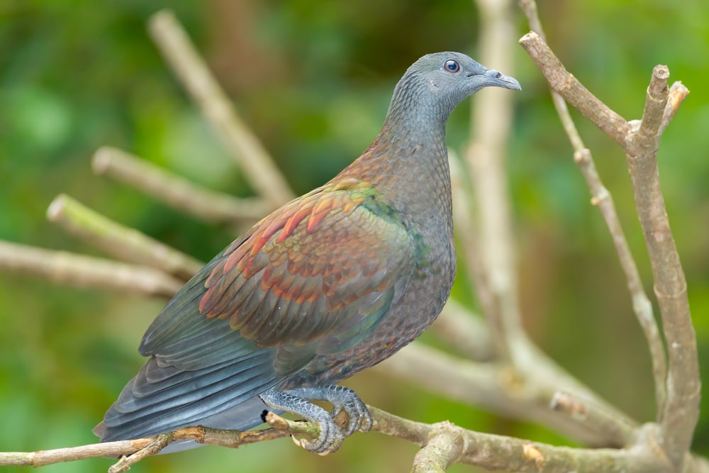 Pale-capped pigeon (Columba punicea) on tip of a tree with no leaves