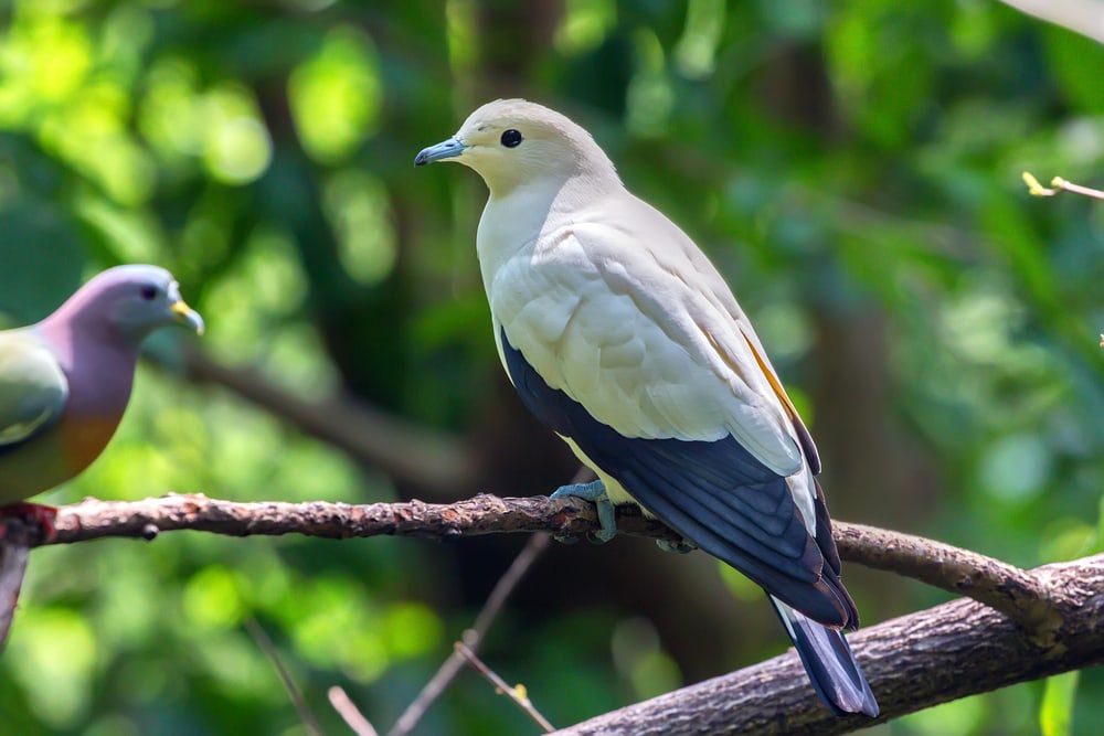Silvery Pigeon (Columba argentina) holding on a thin stick of a tree