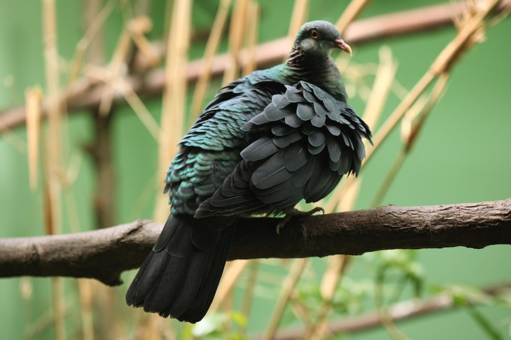 Metallic pigeon (Columba vitiensis) standing on a bark of a tree