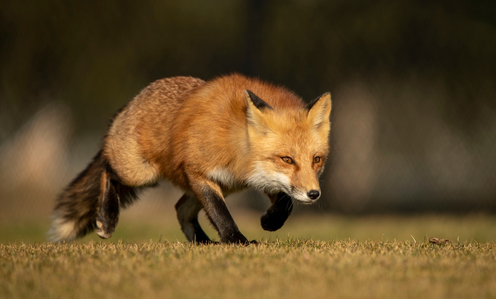 Male fox running in the field