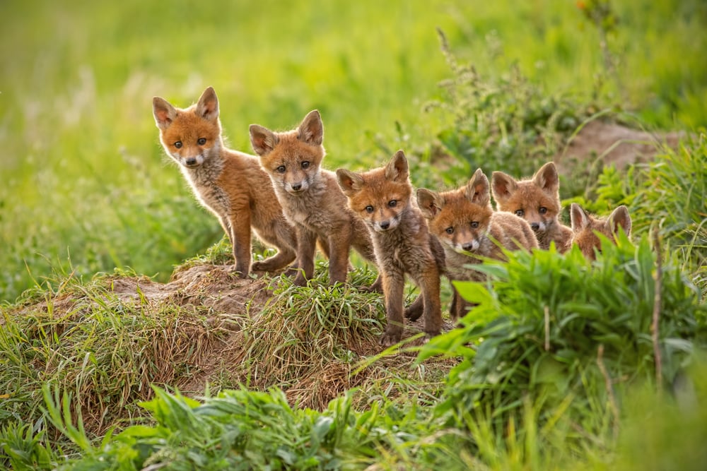Group of baby fox looking at the camera