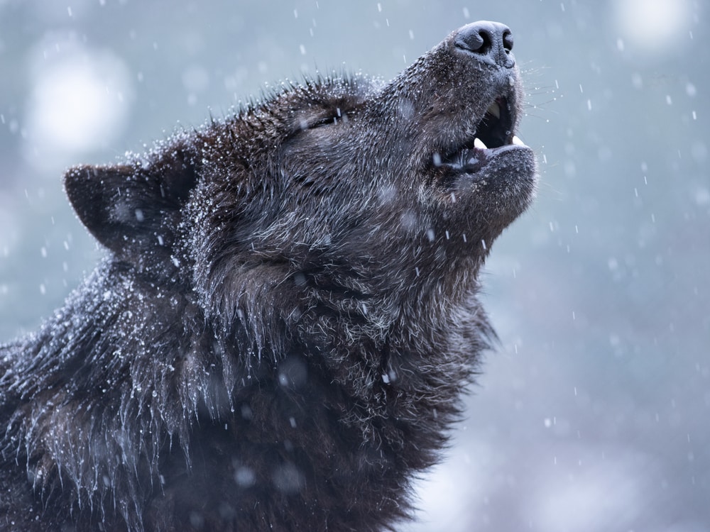 Wolf howling during the winter