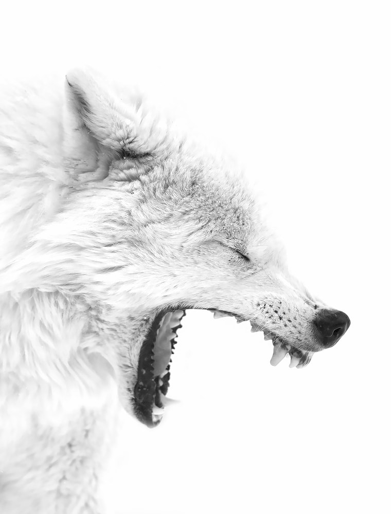 Arctic fox caught barking in snow
