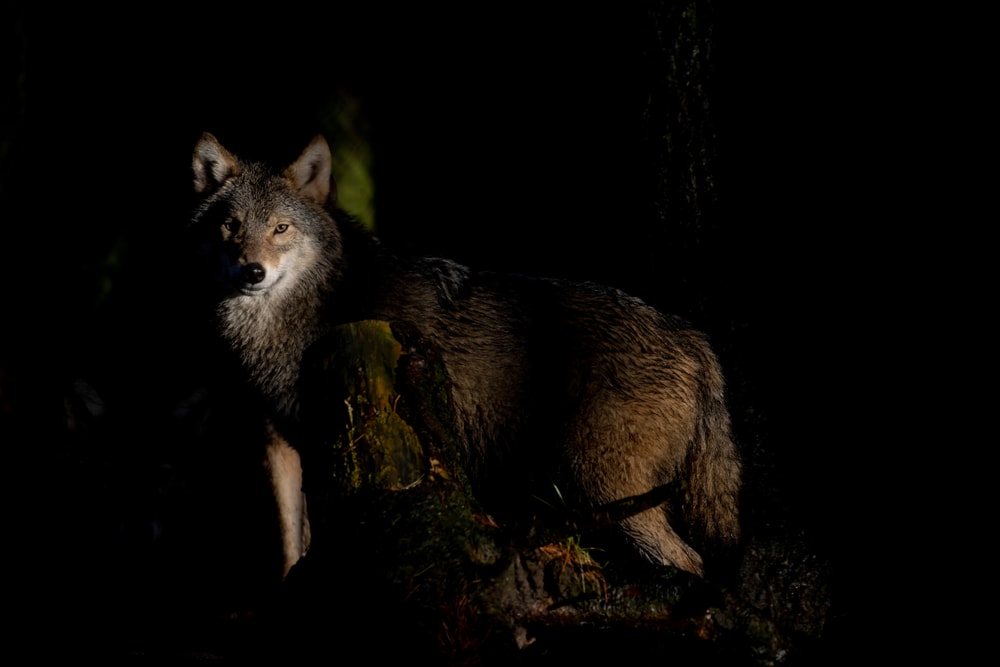 Wolf looking at the camera during night