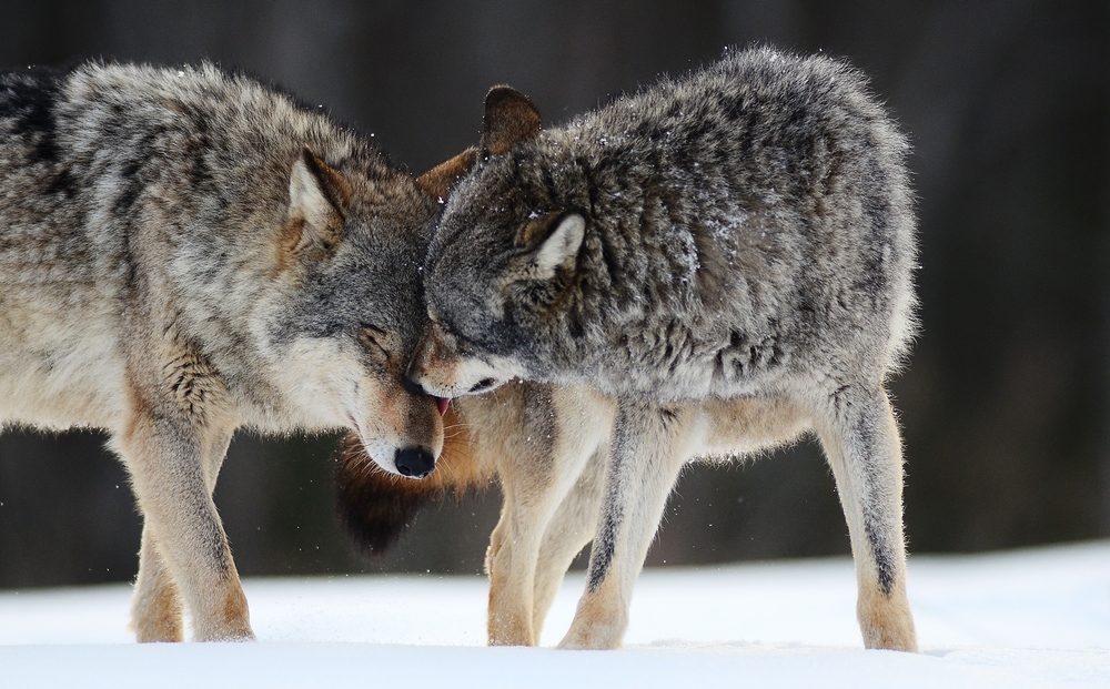 Two wolves touching each other