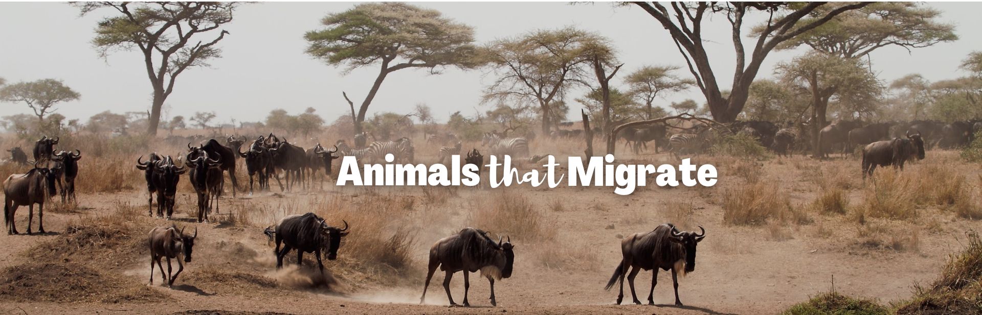 Animals that migrate featured image