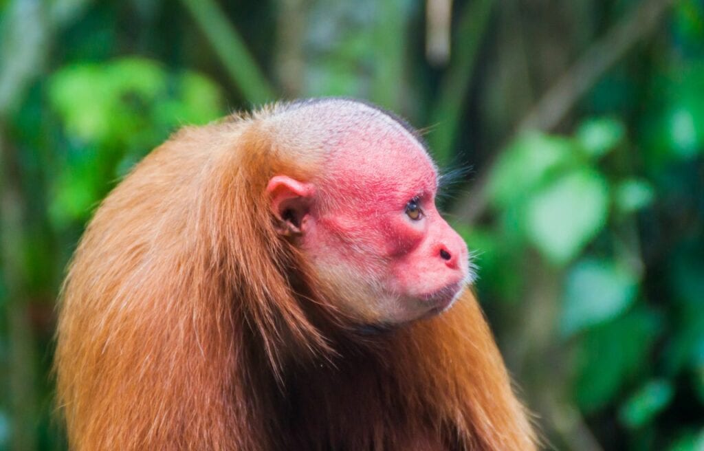 Side profile of a bald uakari in its natural habitat