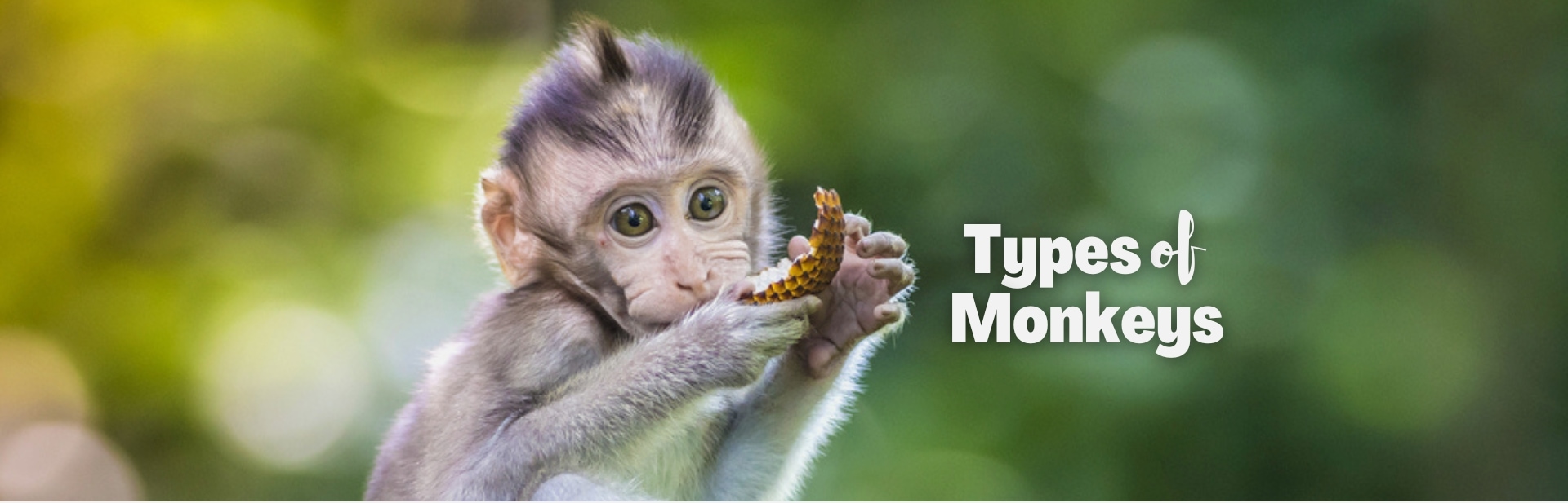 Types of monkeys featured image