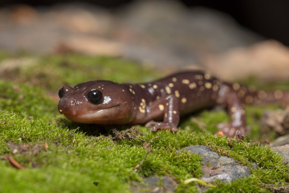 An arboreal salamander resting on moss