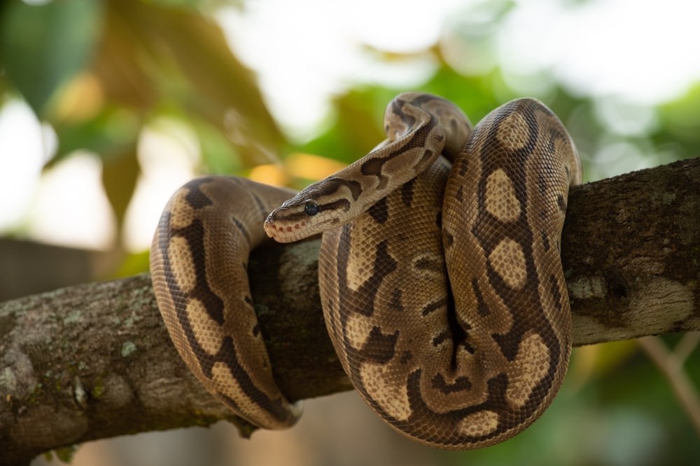 A ball phyton coiled on a tree branch