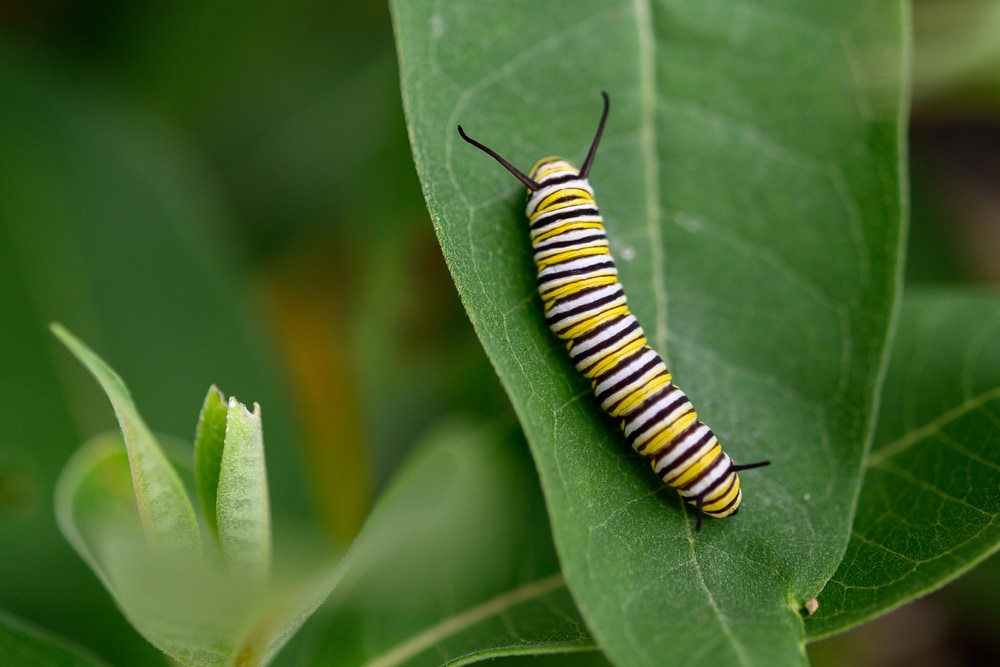 A monarch caterpillar on a leaf